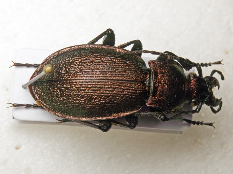 Carabus